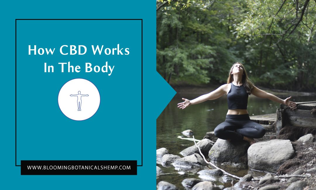 How CBD Works in the Body