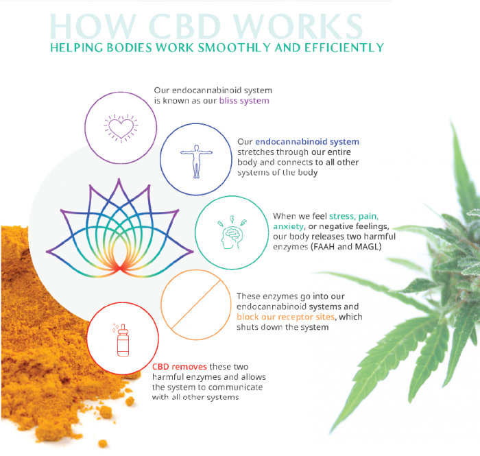 How CBD Works in the Body Infographic