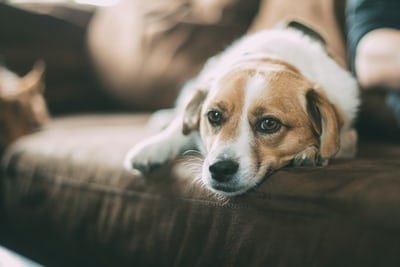 Sad brown and white dog lying on the couch
next to a person