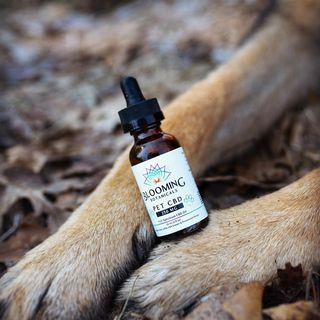 Blooming Botanicals Pet CBD oil resting on
the front paws of a dog