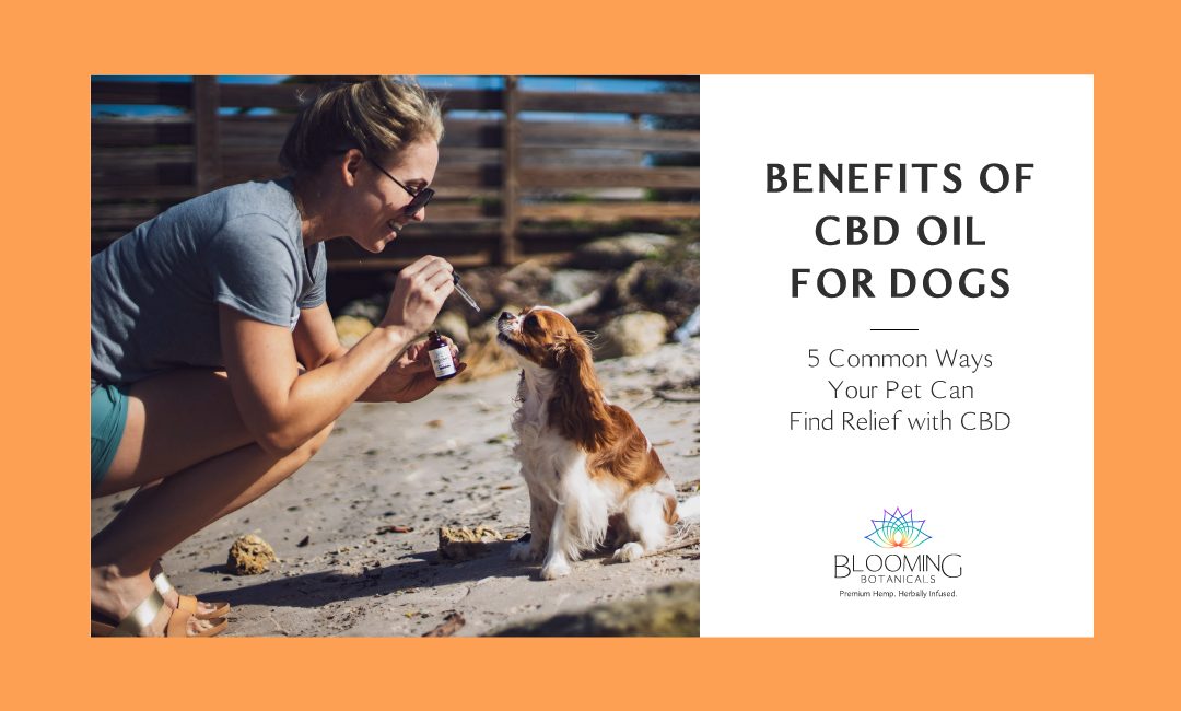 5 Benefits of CBD Oil for Dogs You Need to Know
