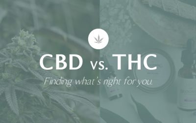 The In-Depth Guide to the Main Differences Between CBD and THC